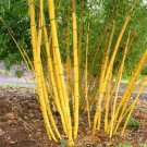 50 Jin Xiang Yu Bamboo Seeds Privacy Climbing Garden Clumping Shade Screen Fresh Seeds Fast Shipping