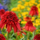 50 Hot Papaya Coneflower Seeds Echinacea Flower Perennial Bloom Flower Seed Fresh Seeds Fast Shippin
