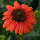 50 Hot Coral Coneflower Seeds Echinacea Perennial Flowers Flower Seed Fresh Seeds Fast Shipping