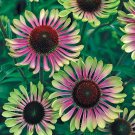 50 Green Twist Coneflower Seeds Echinacea Perennial Flowers Flower Seed Fresh Seeds Fast Shipping