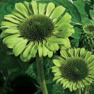 50 Green Jewel Coneflower Seeds Echinacea Perennial Flowers Flower Seed Fresh Seeds Fast Shipping