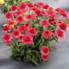 50 Giddy Pink Coneflower Seeds Echinacea Perennial Flowers Flower Seed Fresh Seeds Fast Shipping
