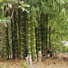 50 Giant Thorny Bamboo Seeds Privacy Climbing Garden Shade Seed Fresh Seeds Fast Shipping