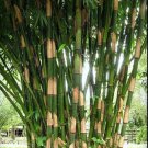 50 Giant Atter Bamboo Seeds Privacy Garden Clumping Exotic Shade Screen Seed Fresh Seeds Fast Shippi