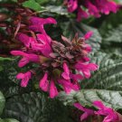 50 Fuchsia Salvia Seeds Flower Seed Perennial Flowers Hummingbird Fresh Seeds Fast Shipping