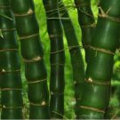 50 Fo Du Zhu Bamboo Seeds Privacy Climbing Garden Clumping Shade Screen Fresh Seeds Fast Shipping