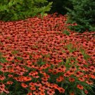 50 Flamanco Orange Coneflower Seeds Echinacea Flower Perennial Flower Seed Fresh Seeds Fast Shipping