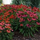 50 Firefinch Coneflower Seeds Echinacea Perennial Flowers Flower Seed Fresh Seeds Fast Shipping