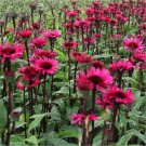 50 Fatal Attraction Coneflower Seeds Echinacea Perennial Flowers Seed Fresh Seeds Fast Shipping