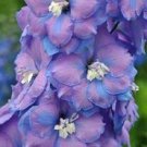 50 Fancy Delphinium Seeds Perennial Garden Flower Bloom Seed Flowers Fresh Seeds Fast Shipping