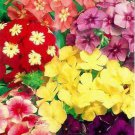 50 Dwarf Mix Phlox Seeds Flower Perennial Seed Flowers Fresh Seeds Fast Shipping