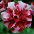 50 Double Red White Petunia Seeds Containers Hanging Baskets Window Box Seed Fresh Seeds Fast Shippi