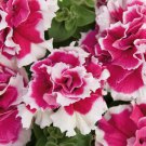 50 Double Pink White Petunia Seeds Flowers Seed Flowers Bloom Fresh Seeds Fast Shipping
