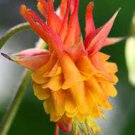 50 Double Orange Yellow Columbine Seeds Flower Perennial Flowers Seed Bloom Fresh Seeds Fast Shippin