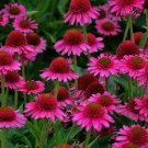 50 Delicious Candy Coneflower Seeds Echinacea Perennial Flower Flowers Seed Fresh Seeds Fast Shippin
