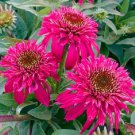50 DBL Scoop Raspberry Coneflower Seeds Echinacea Perennial Flower Flowers Fresh Seeds Fast Shipping