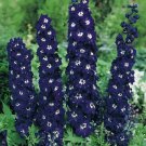 50 Dark Blue Delphinium Seeds Perennial Garden Flower Bloom Seed Flowers Fresh Seeds Fast Shipping