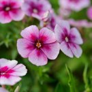 50 Cranberry Cream Phlox Seeds Flower Perennial Seed Flowers Fresh Seeds Fast Shipping