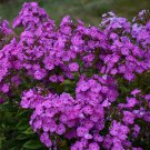 50 Cover Girl Phlox Seeds Flower Perennial Seed Flowers Fresh Seeds Fast Shipping