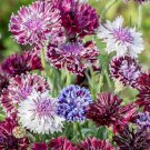 50 Classic Mix Bachelors Button Seeds Annual Seed Flower Flowers Fresh Seeds Fast Shipping