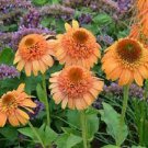 50 Canaloupe Coneflower Seeds Echinacea Perennial Flowers Bloom Flowers Seed Fresh Seeds Fast Shippi
