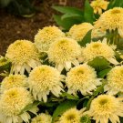 50 Butter Peacan Coneflower Seeds Echinacea Flower Perennial Flowers Seed Fresh Seeds Fast Shipping
