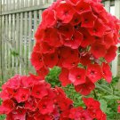 50 Bright Red Phlox Seeds Flower Perennial Flowers Seed Fresh Seeds Fast Shipping