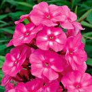 50 Bright Pink Phlox Seeds Flower Perennial Seed Flowers Fresh Seeds Fast Shipping