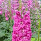 50 Bright Pink Delphinium Seeds Perennial Garden Flower Bloom Seed Flowers Fresh Seeds Fast Shipping