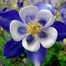50 Bright Blue White Columbine Seeds Flower Perennial Flowers Seed Fresh Seeds Fast Shipping