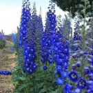 50 Bright Blue Delphinium Mix Seeds Perennial Seed Flower Flowers Fresh Seeds Fast Shipping