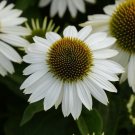 50 Blanco Coneflower Seeds Echinacea Flower Perennial Bloom Flowers Seed Fresh Seeds Fast Shipping