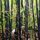 50 Black Bamboo Seeds Privacy Plant Garden Exotic Shade Screen Fresh Seeds Fast Shipping