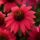 50 Baja Burgundy Coneflower Seeds Flower Perennial Bloom Flowers Seeds Fresh Seeds Fast Shipping