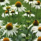 50 Baby White Coneflower Seeds Echinacea Flowers Perennial Seed Fresh Seeds Fast Shipping