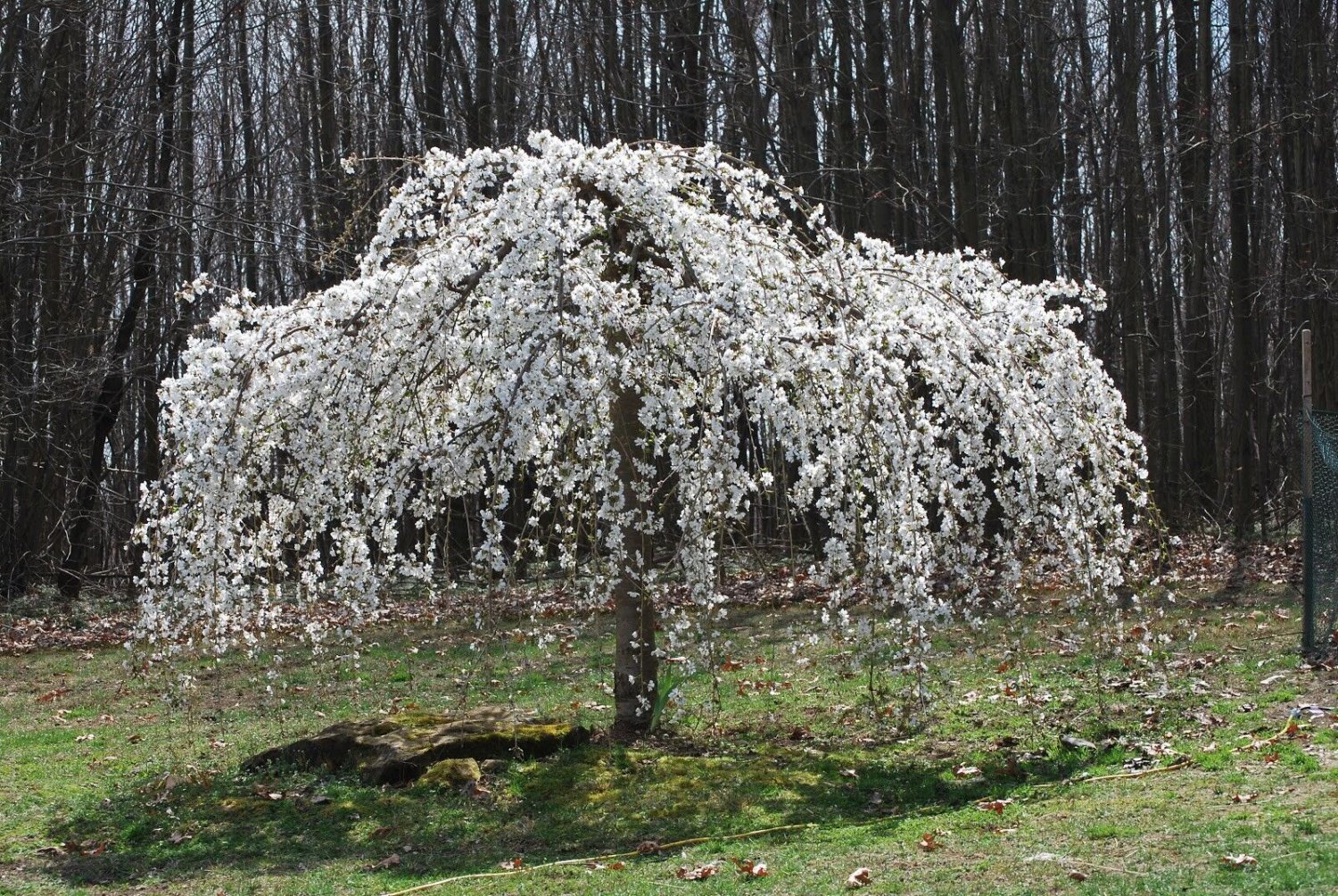 5 Weeping White Cherry Tree Seeds Flowering Seed Japanse Ornimental Garden Fresh Seeds Fast Shipping