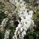5 Silky White Wisteria Seeds Vine Climbing Flower Perennial Seed Fresh Seeds Fast Shipping