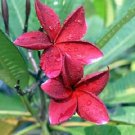 5 Red Plumeria Seeds Plants Flower Flowers Perennial Seed Fresh Seeds Fast Shipping