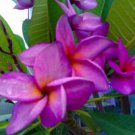 5 Purple White Plumeria Seeds Plants Flower Flowers Perennial Seed Fresh Seeds Fast Shipping