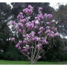 5 Purple Magnolia Seeds LILY FLOWER TREE Fragrant Tulip Seed Fresh Seeds Fast Shipping