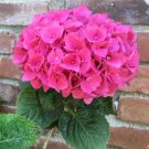 5 Pink Hydrangea Seeds Perennial Garden Shrub Flowers Flowers Seed Fresh Seeds Fast Shipping