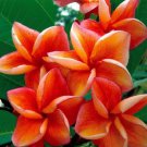 5 Orange Plumeria Seeds Plants Flower Lei Hawaiian Perennial Seed Garden Fresh Seeds Fast Shipping