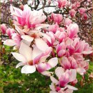 5 Light Pink White Magnolia Seeds LILY FLOWER TREE Fragrant Seed Fresh Seeds Fast Shipping