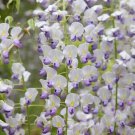 5 Japanese Wisteria Seeds Vine Climbing Flower Perennial Seed Fresh Seeds Fast Shipping