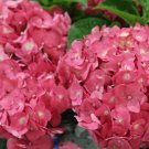 5 Endless Summer Hydrangea Seeds Perennial Flowers Flower Garden Seed Fresh Seeds Fast Shipping