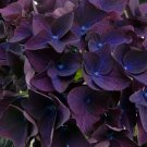 5 Deep Purple Hydrangea Seeds Perennial Flowers Flower Garden Seed Fresh Seeds Fast Shipping