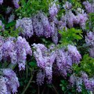 5 Dark Purple Chinese Wisteria Seeds Vine Climbing Flower Perennial Seed Fresh Seeds Fast Shipping