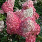5 Bright Vanilla Strawberry Hydrangea Seeds Perennial Flowers Flower Seed Fresh Seeds Fast Shipping