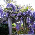 5 Blue Moon Wisteria Seeds Vine Climbing Flower Perennial Seed Fresh Seeds Fast Shipping