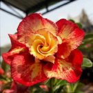 4 Orange Red Desert Rose Seeds Adenium Flower Perennial Seed Fresh Seeds Fast Shipping